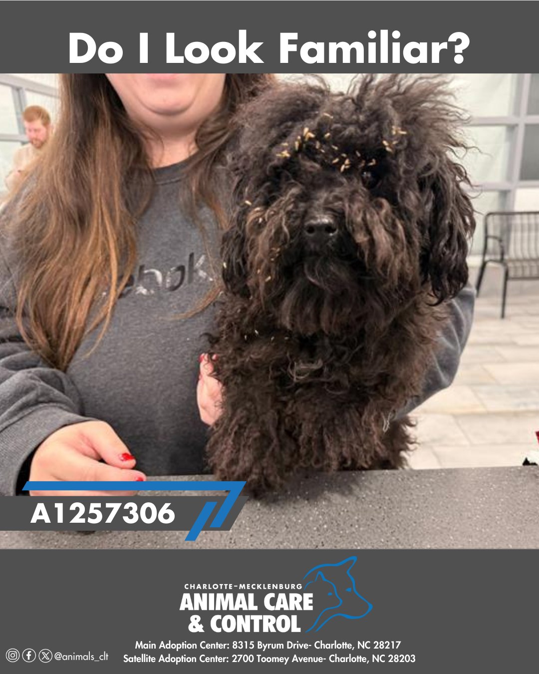 Animal Care & Control | Charlotte NC