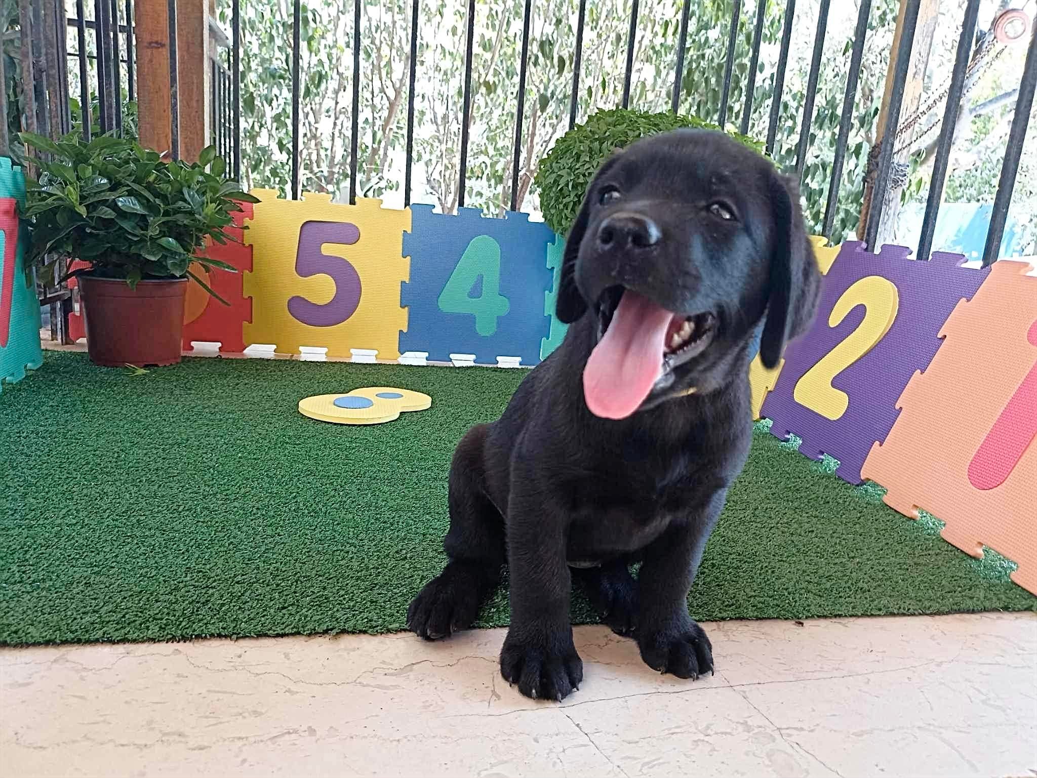 Labrador retriever-All stars of mike kennel FCI | Mégara