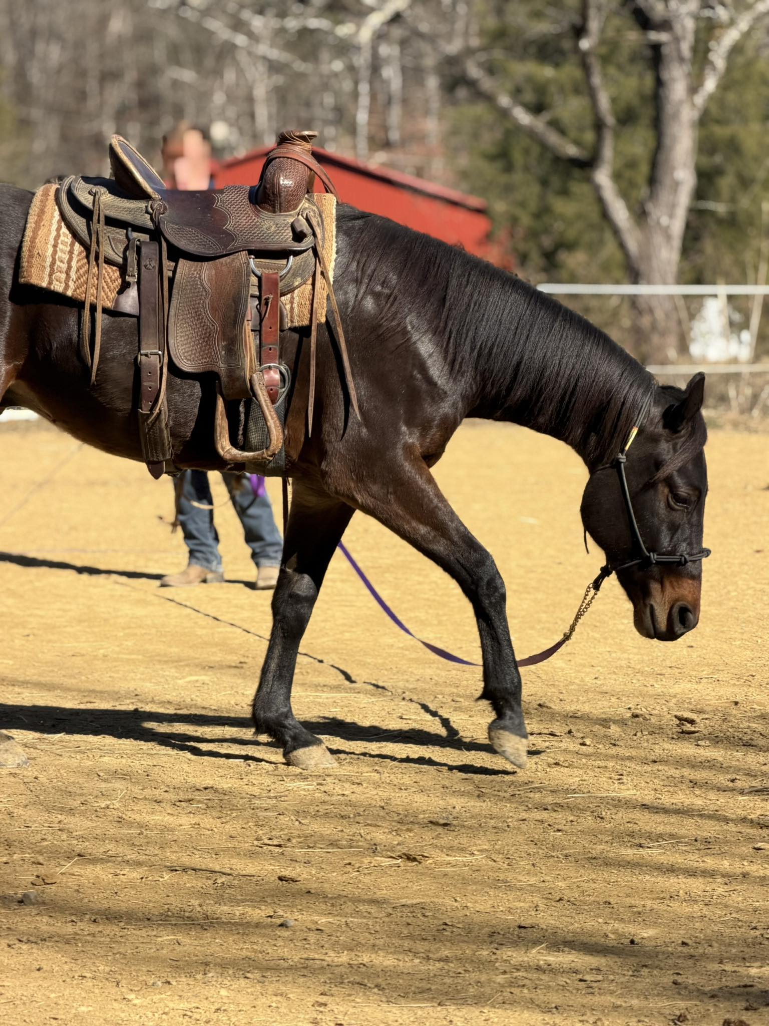 Bull Run Ranch - Just a couple notes about sale horses….... | Facebook