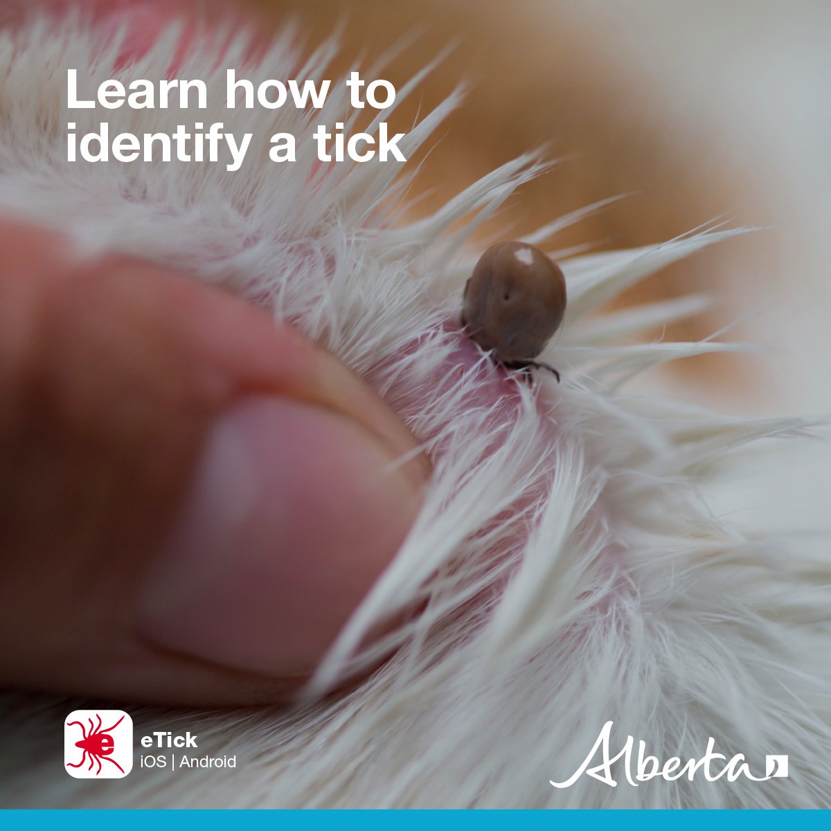 If you think you... - YourAlberta (Government of Alberta)
