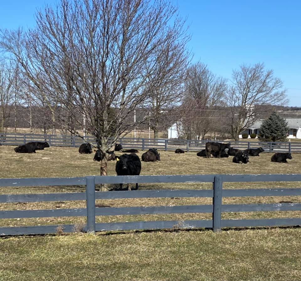 MasterfareCattle | Johnstown OH