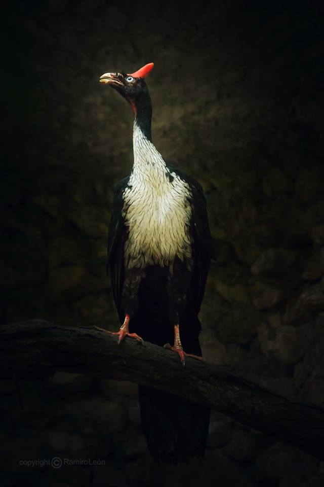 WildWondernatura - Chiapas México. Les dejaré información sobre este ...