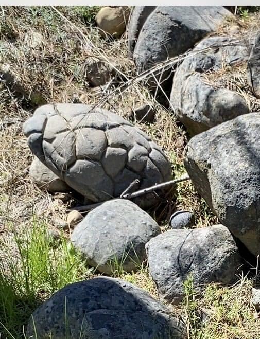 Earth Treasures - Another giant brain rock….these were...
