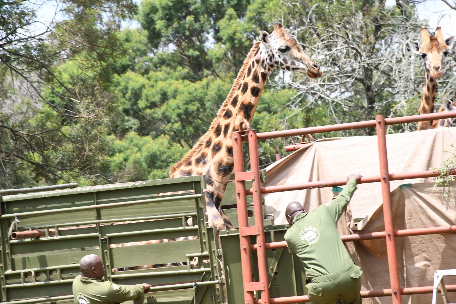 The KWS Vet and Capture team... - Kenya Wildlife Service