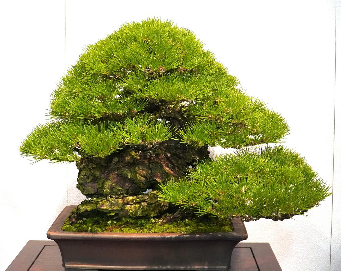 This absolute monster Japanese black pine (Pinus thunbergii) is
