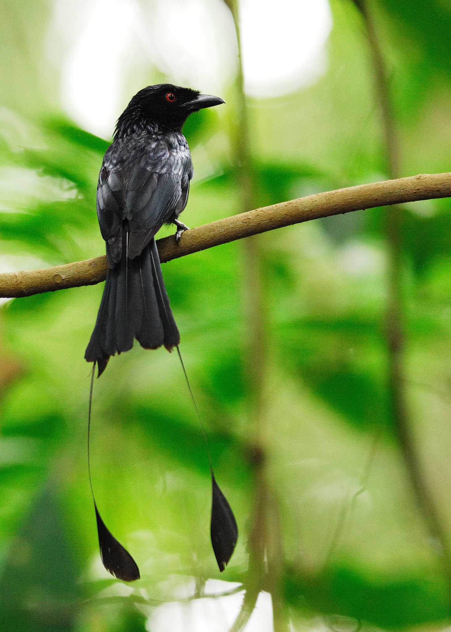 Singapore Botanic Gardens - Meet nature’s impressionist! The Greater ...