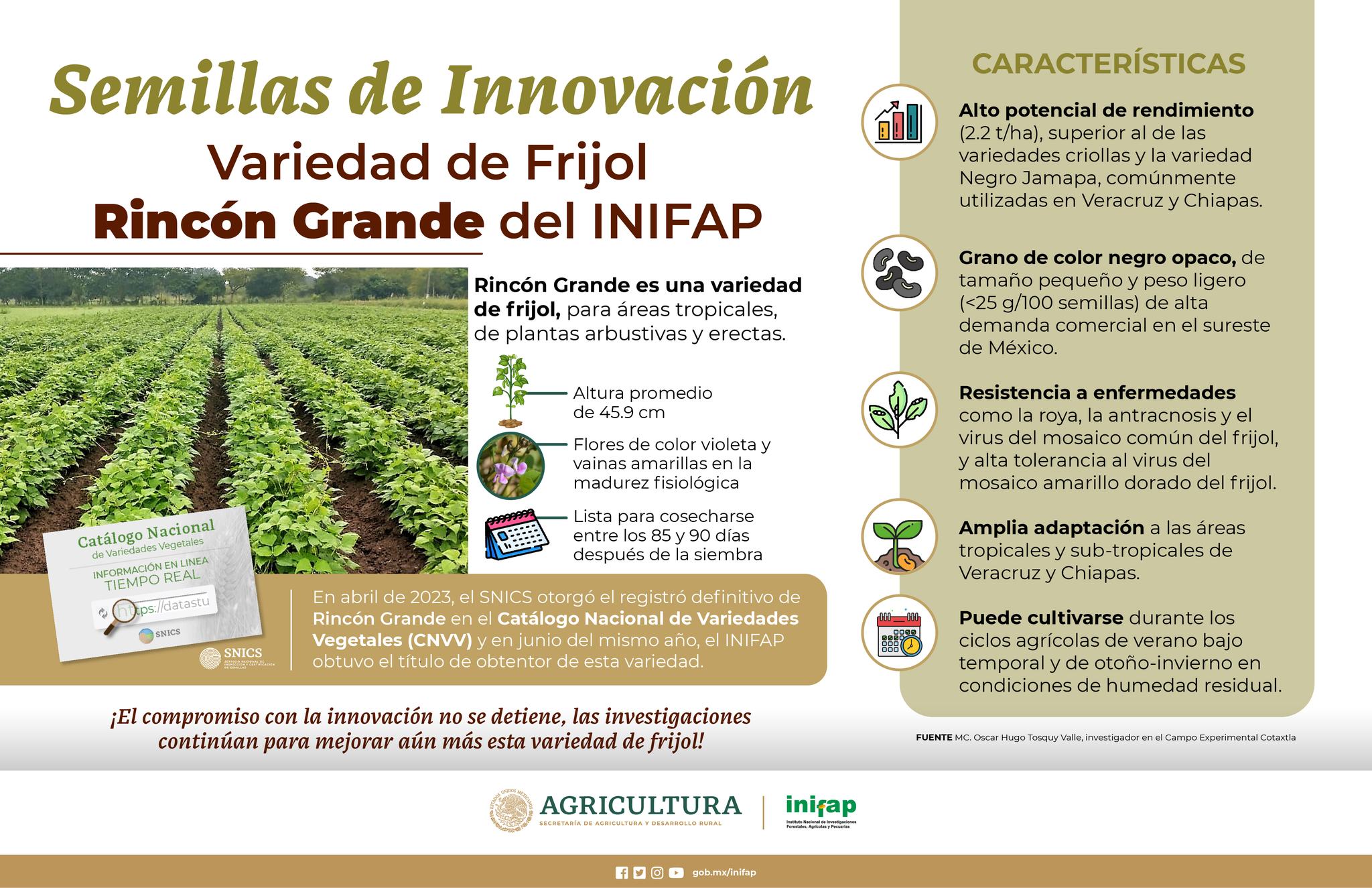 INIFAP - 🌱El INIFAP ha desarrollado la variedad de frijol... | Facebook