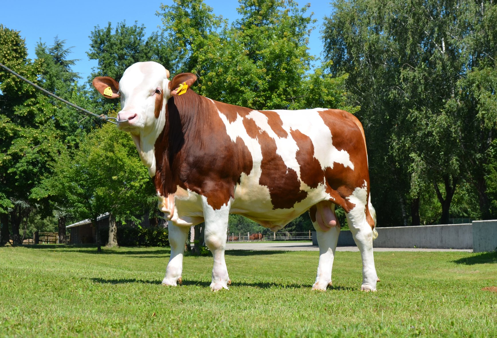 Italgen - El Simmental italiano (Pezzata Rossa) pertenece...