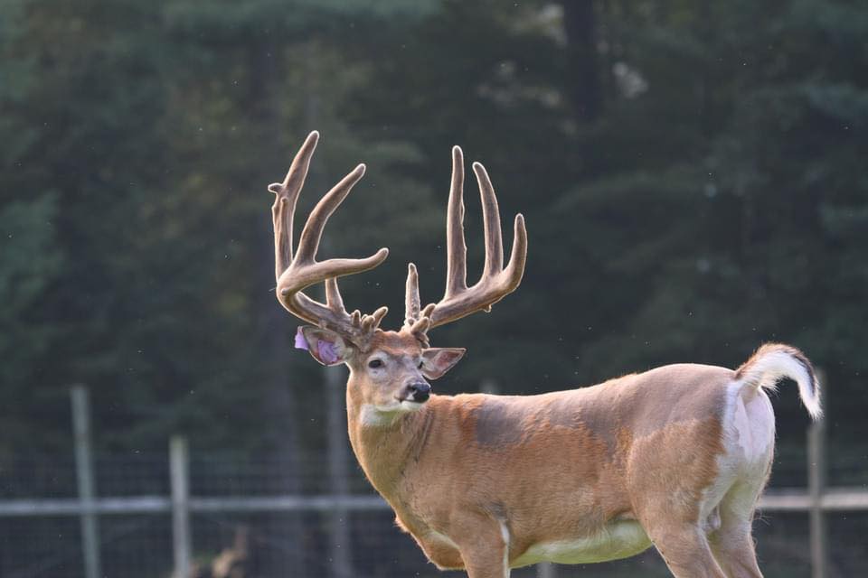 Sinking Creek Whitetails added... - Sinking Creek Whitetails