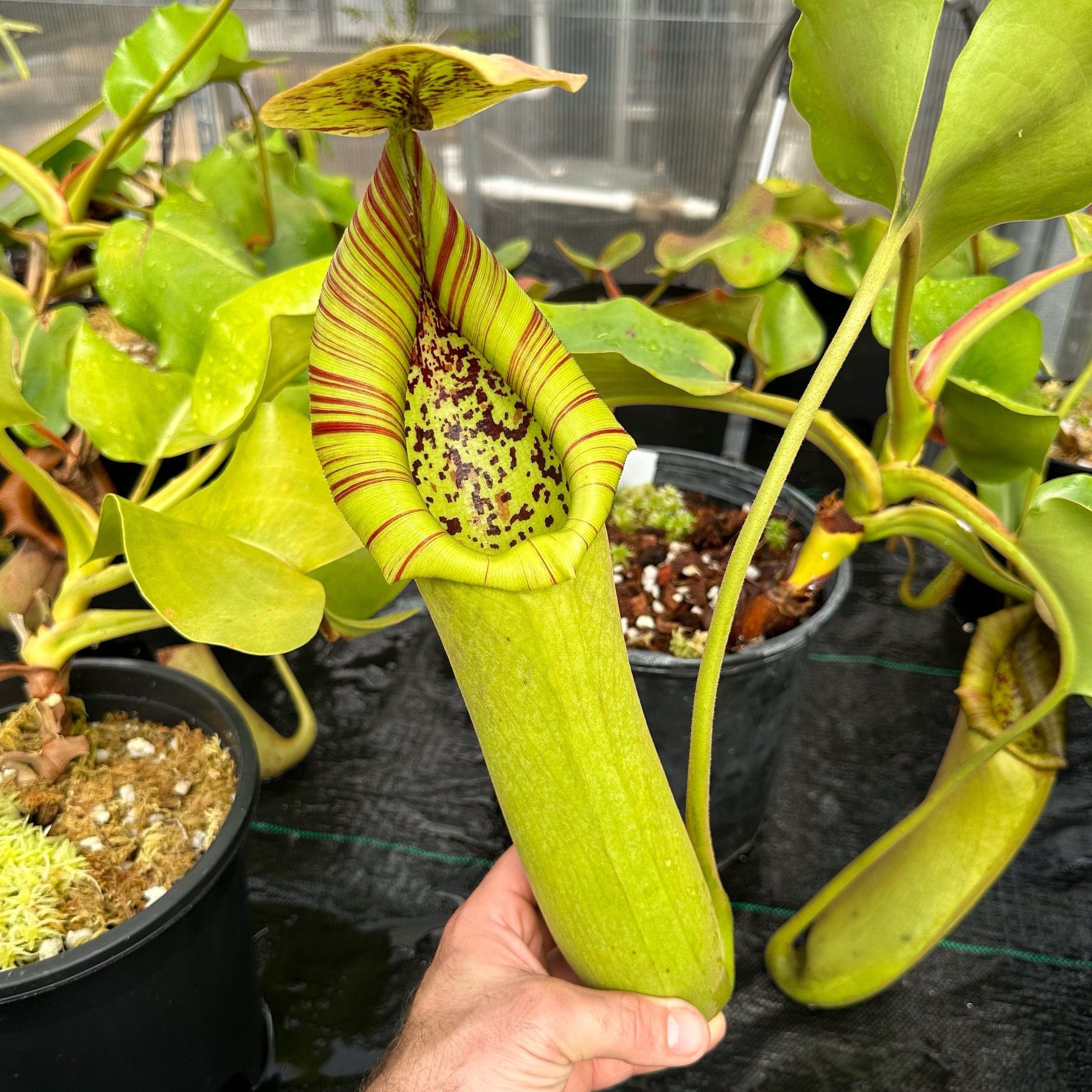 N. truncata x (eymae x veitchii) (a) RE-0118 is getting with every