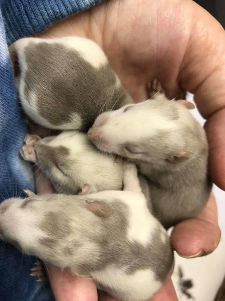 Nutbush Rattery | Facebook
