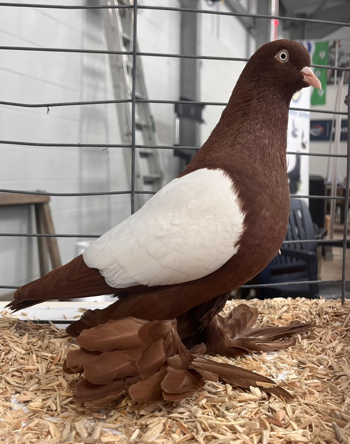 Best In Show Old Dutch... - National Pigeon Association GB | Facebook