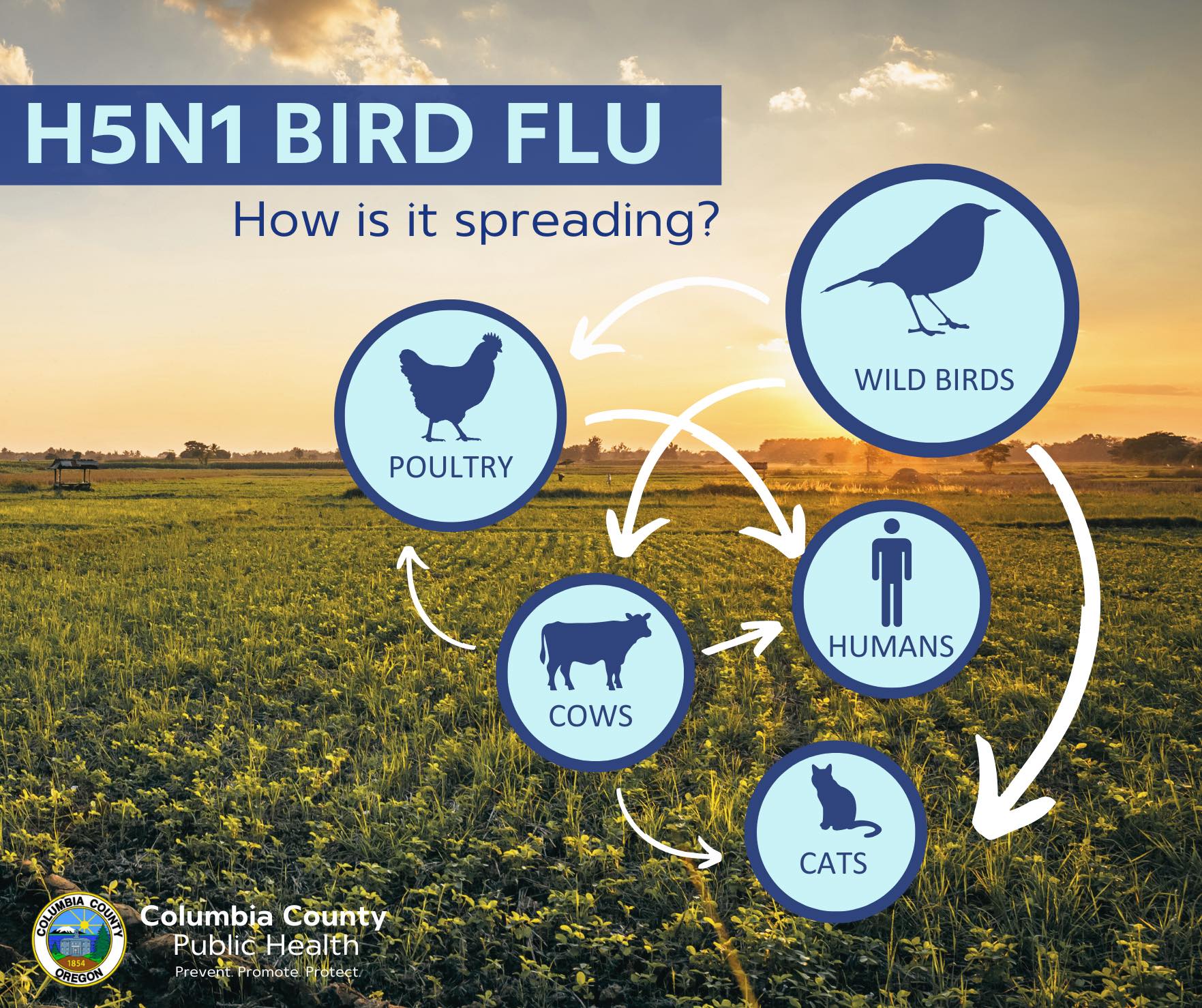 What is Bird Flu (H5N1)... - Columbia County Public Health | Facebook