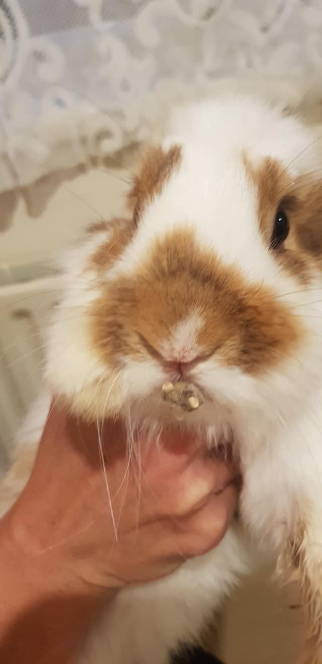 Omg just got here... - South coast rabbit rescue . portsmouth | Facebook