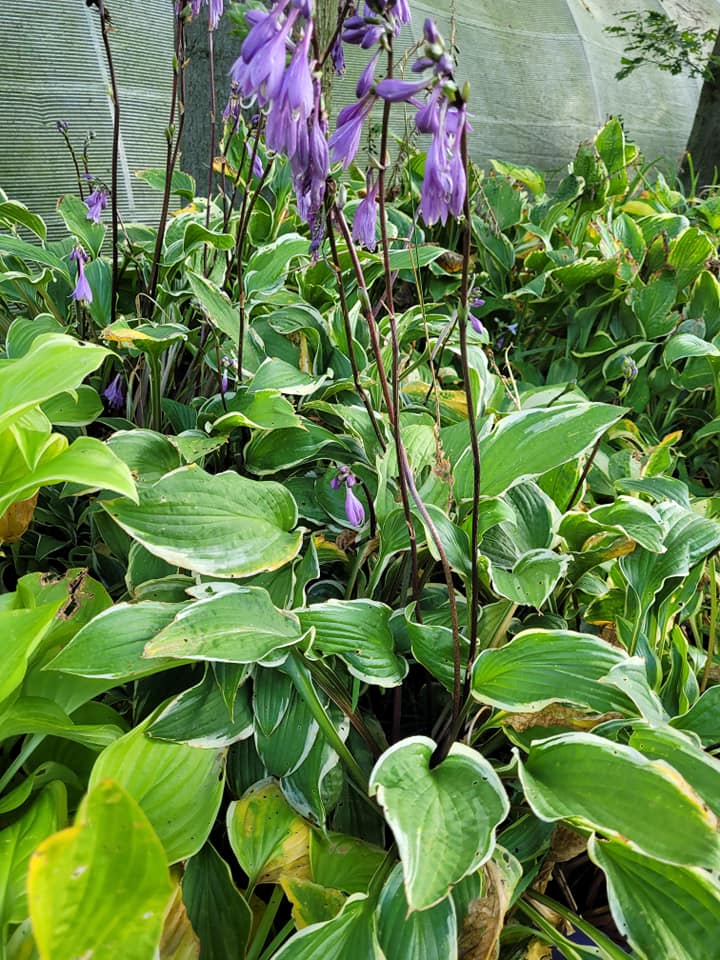 Hosta Obsession Garden Center