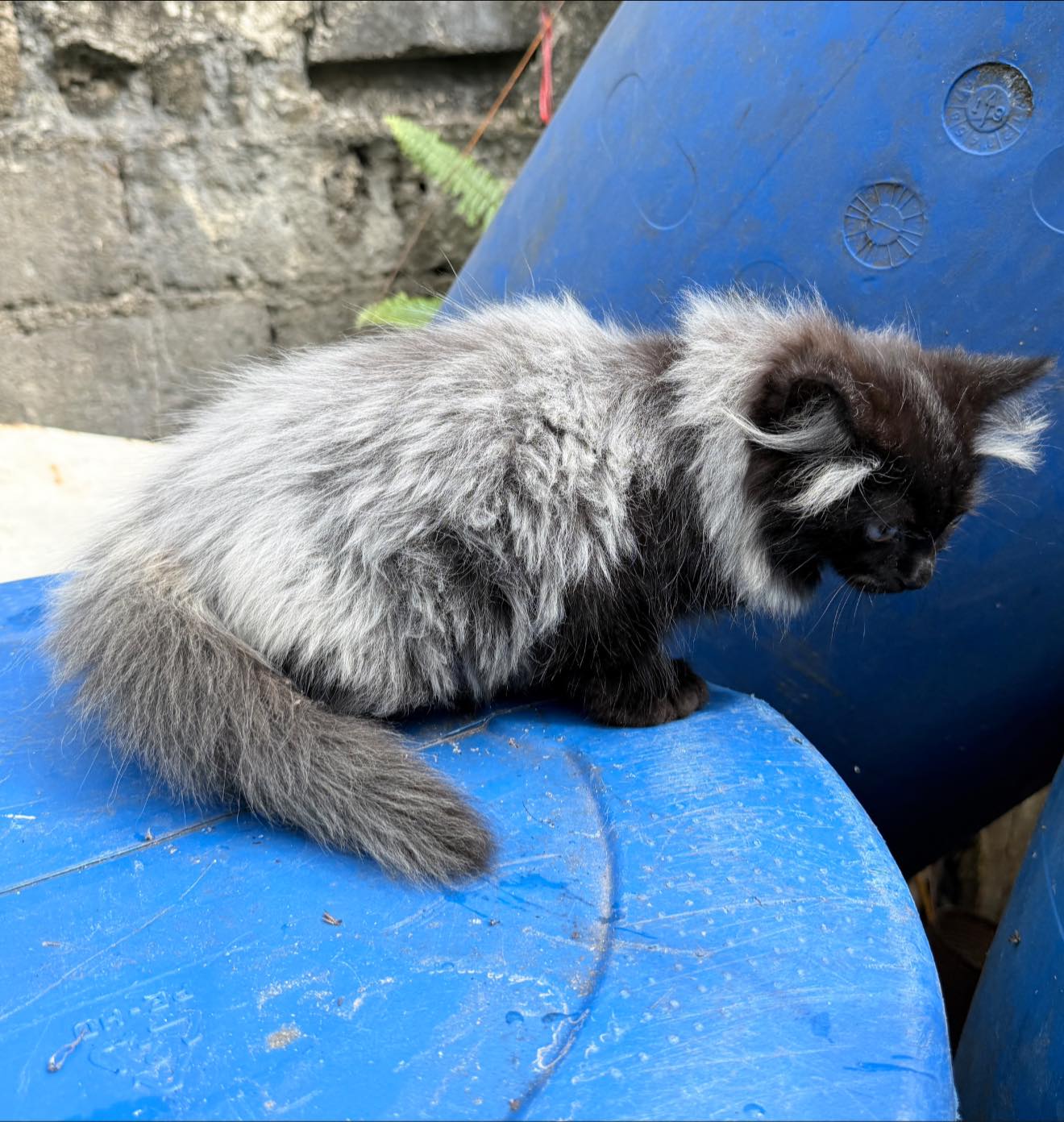Picture of Cebu Cat Stud Service -ALAM C. | Cebu City