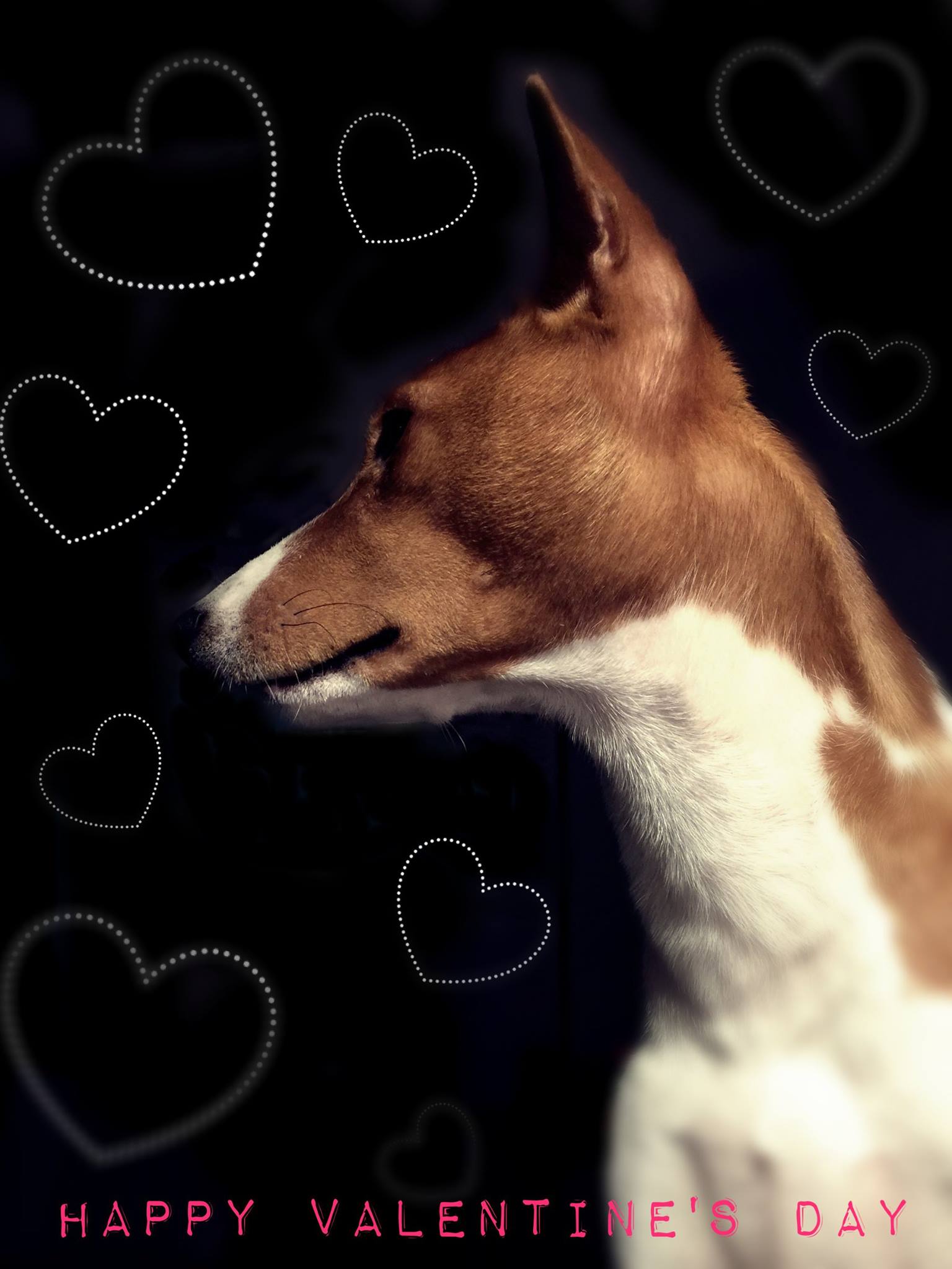 Stefan The Coolest Basenji Ever - love is in the air :D :D 💘💘💘💘 ...
