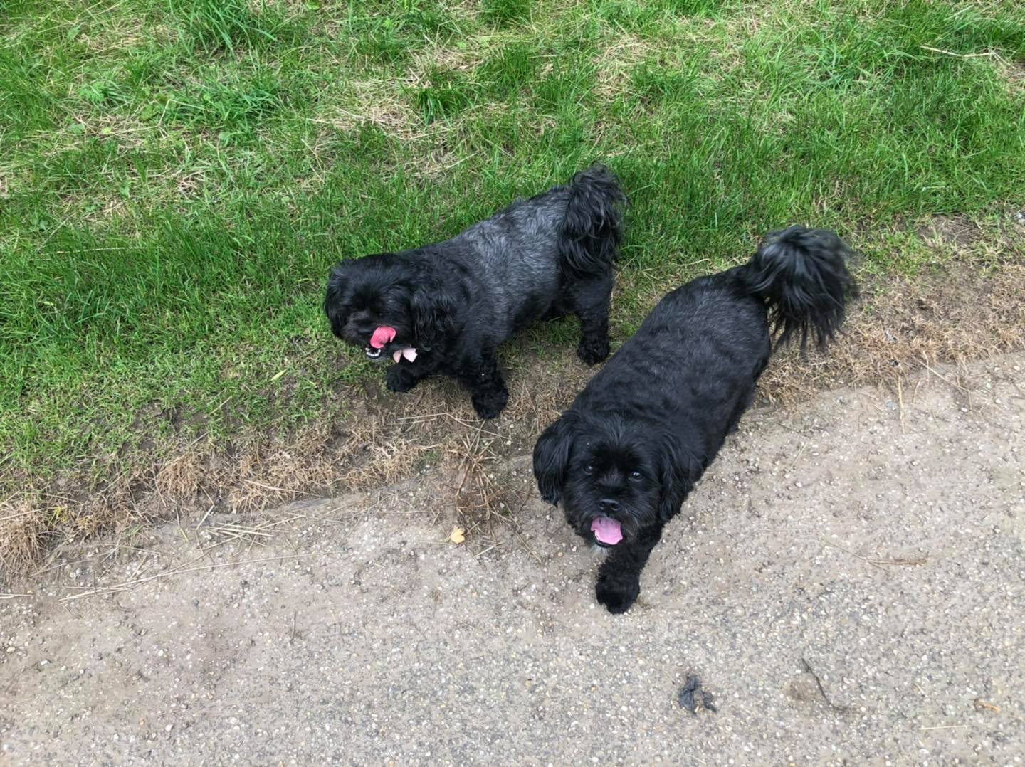 Mandy’s Dog Walks added a new photo. Mandy’s Dog Walks