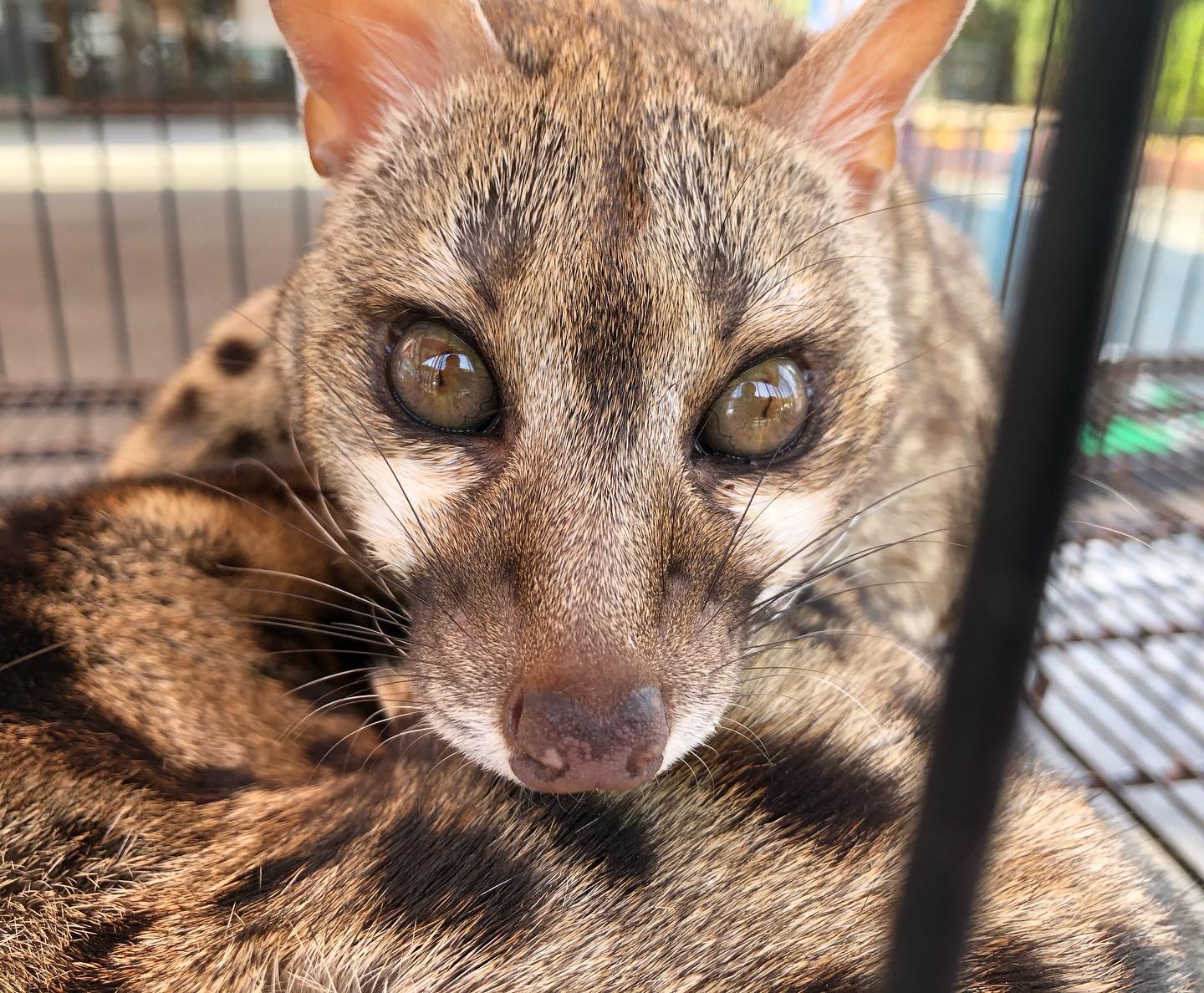 Active Zoo 今日はアカブチジェネットという動物です コーヒー豆で有名なジャコウネコの仲間になります もう１匹の体に顎を乗せて可愛い顔でこちらをみてました 怖がりさんなのでいつもこんな感じでくっついて寝てます アカブチジェネット ジェネット
