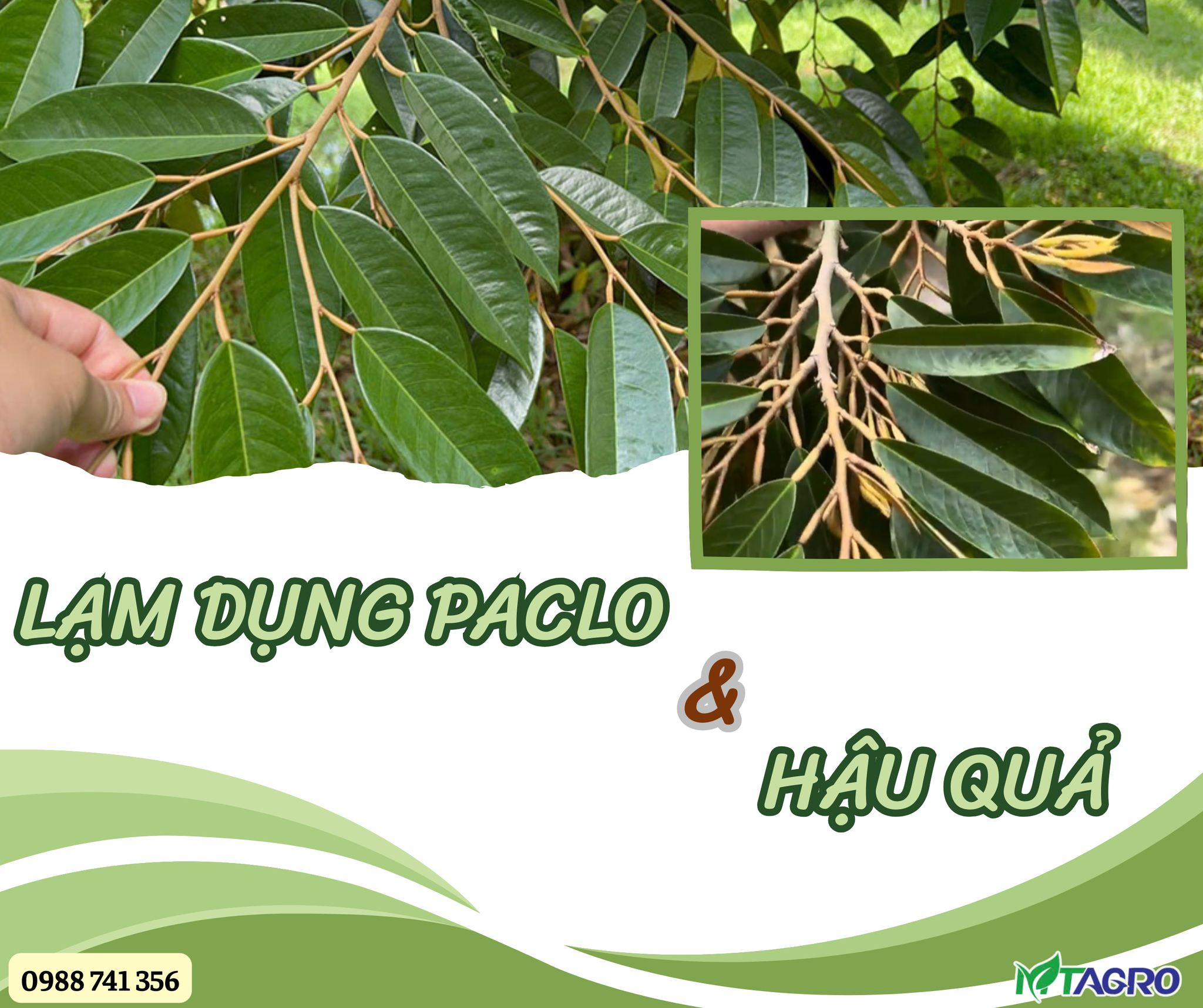 🛑PACLO (Paclobutrazol) 