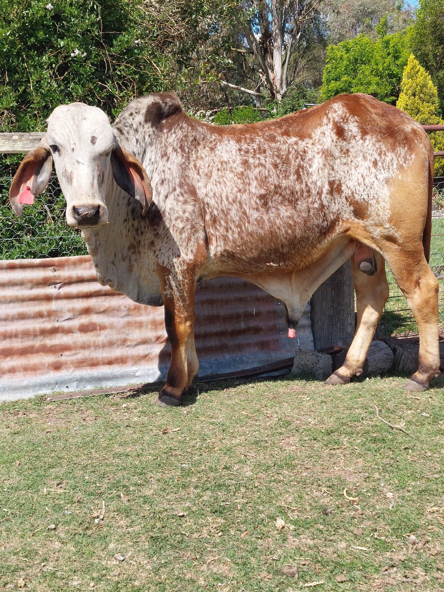Gyr and Gyr type cattle Australia.