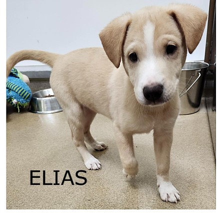 Hoovers - ️FOSTER FOUND ️ Elias -male, 13 week Lab Mix-Foster or Adopt ...