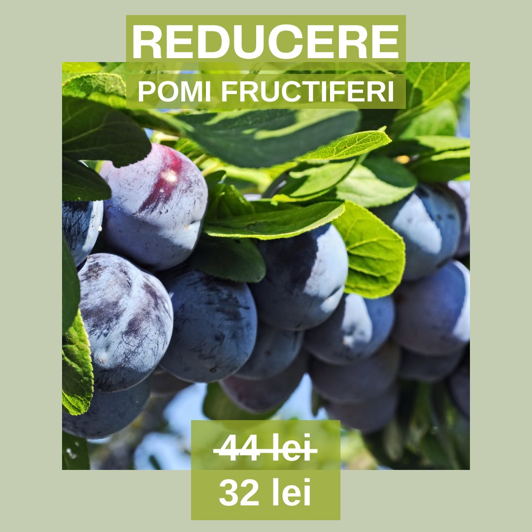 Sweet Garden - 🍏 Acum poți achiziționa POMI FRUCTIFERI cu... | Facebook