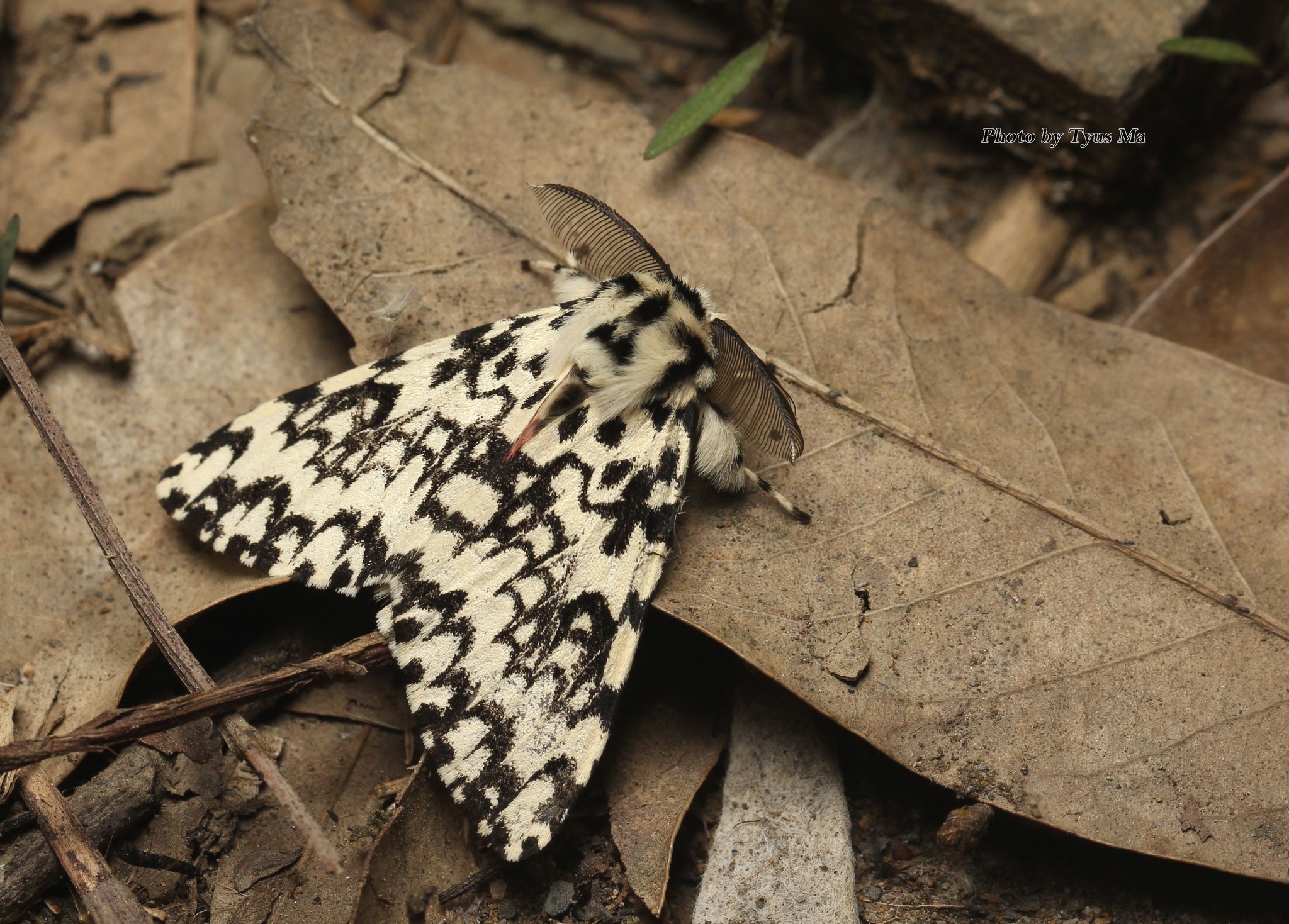 2024.1.5梅峰Lymantria concolor concolor Walker, 1855 絡毒蛾