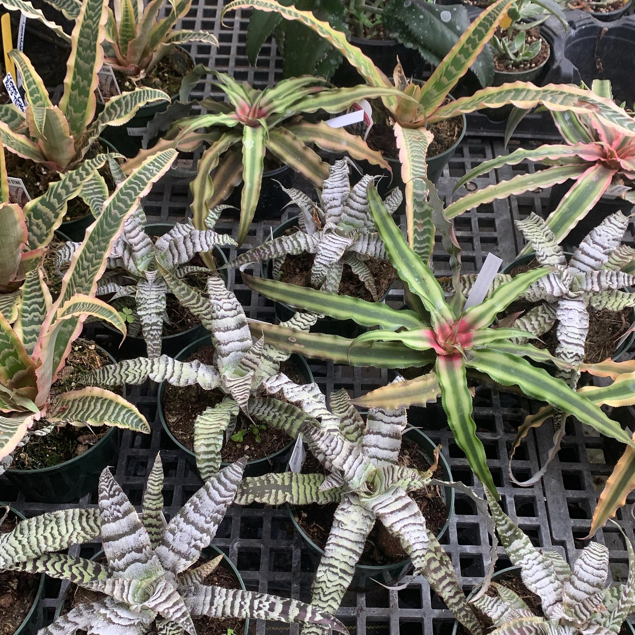 My humble, yet beautiful Cryptanthus Angel Dust.