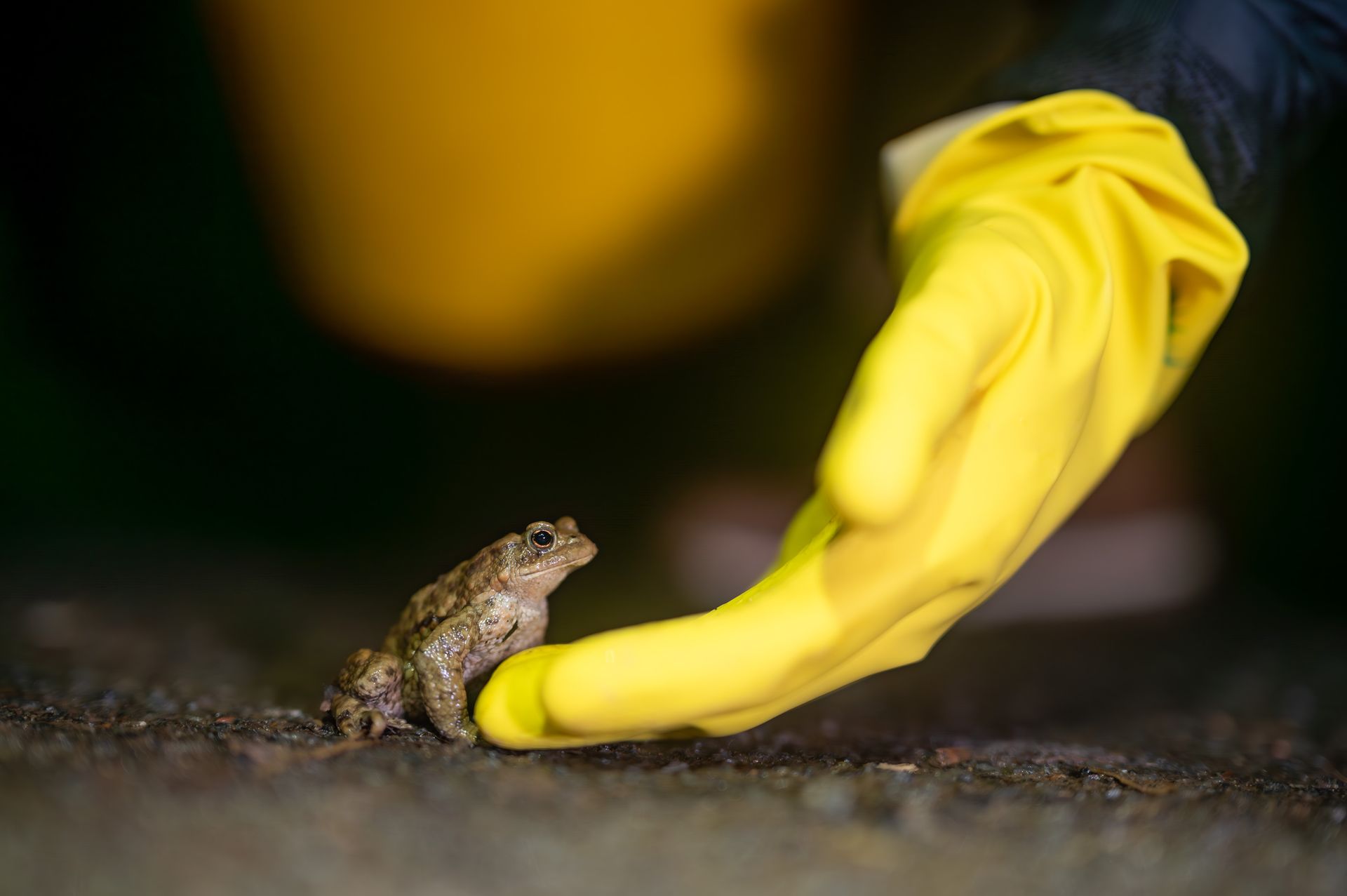 West - 🐸 Toad patrol season is almost here As spring migration ...