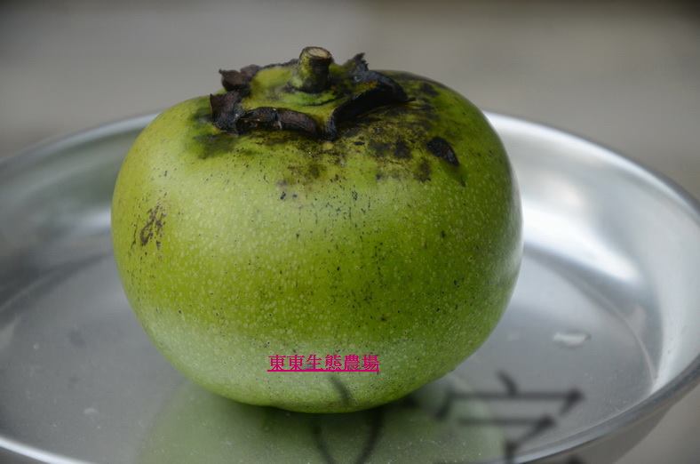 東東生態農場-白柿、黃金果、黑柿等果樹世界-World of White sapote Abiu Black sapote and ...