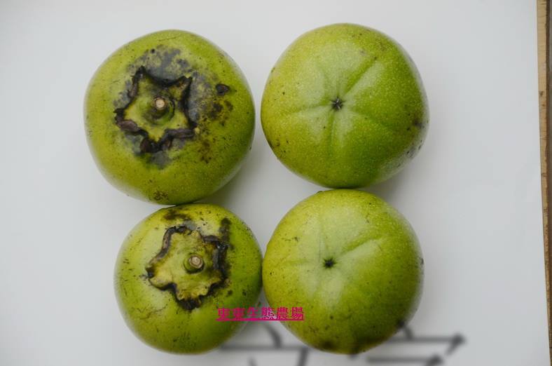 東東生態農場-白柿、黃金果、黑柿等果樹世界-World of White sapote Abiu Black sapote and ...