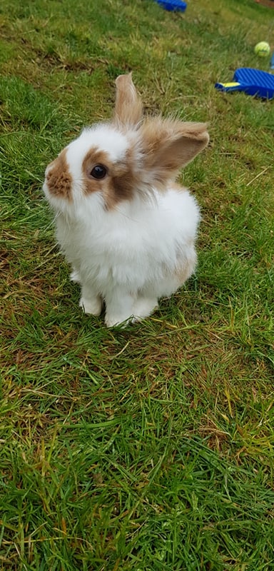 Here is our... - South coast rabbit rescue . portsmouth | Facebook