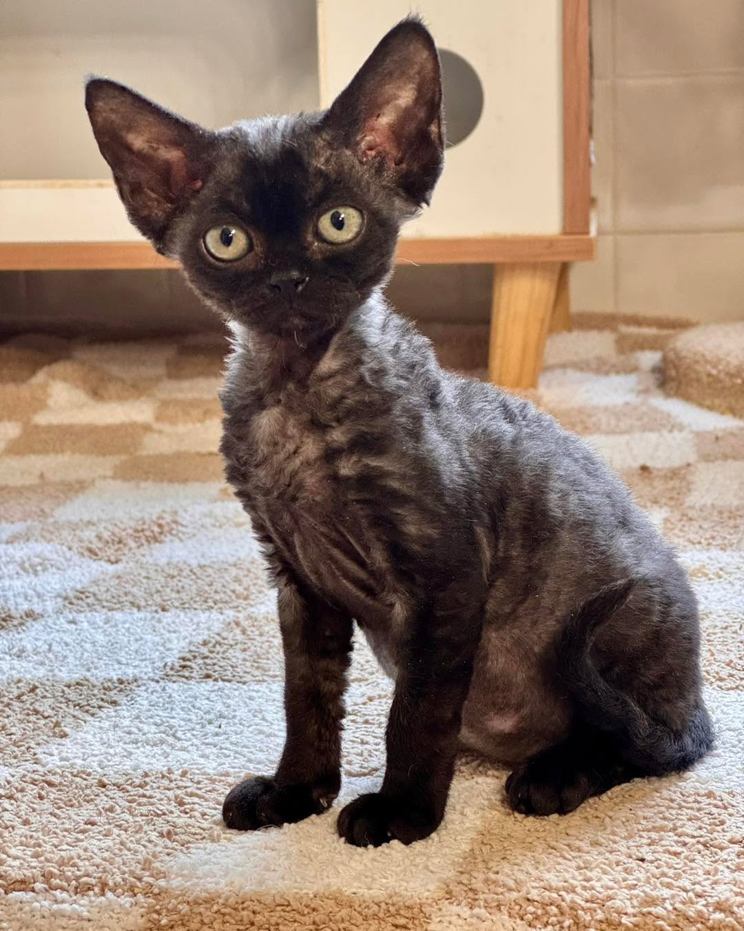 Our gorgeous little Merle all... - Txelfkatz Devon Rex | Facebook