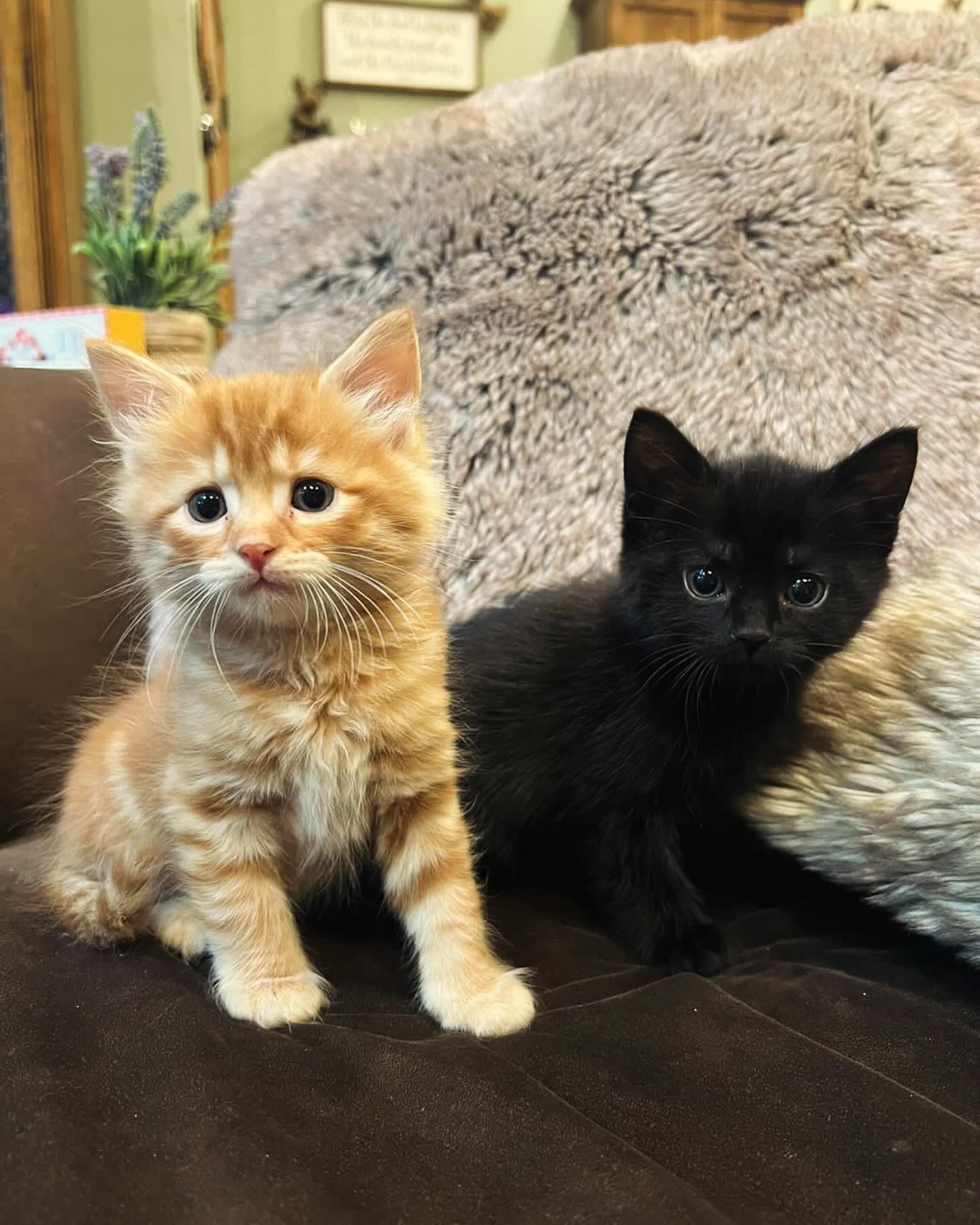 🐾 Exciting News! 🐾 We will... - Two Rivers Farm and Outdoor