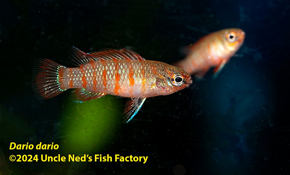 Some more of the great fish... - Uncle Ned's Fish Factory