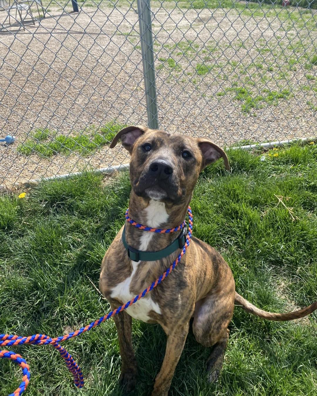 Midlands - Meet Roo, the epitome of joy and energy! He is a 1.5 year ...