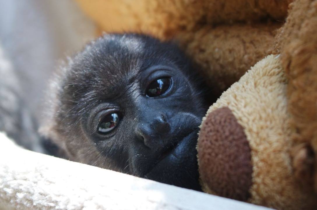 Wild - Meet our sleepy Howler Monkey Rudi! He was found on December ...