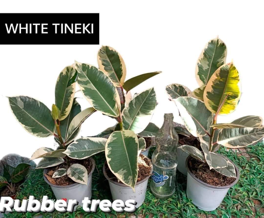 Rubber Trees for sale in Manila, Philippines Facebook Marketplace