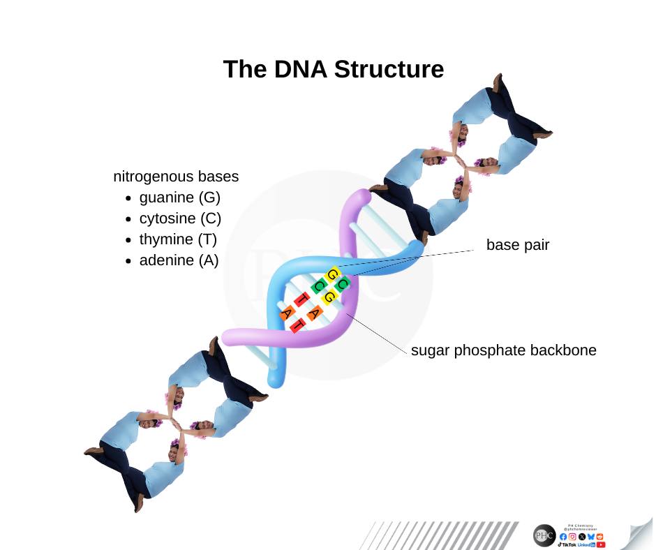 STEM students PH (Public) | 𝐓𝐡𝐞 𝐂𝐨𝐫𝐞 𝐨𝐟 𝐀𝐥𝐥 𝐋𝐢𝐟𝐞: 𝐓𝐡𝐞 𝐃𝐍𝐀 𝐒𝐭𝐫𝐮𝐜𝐭𝐮𝐫𝐞 ...