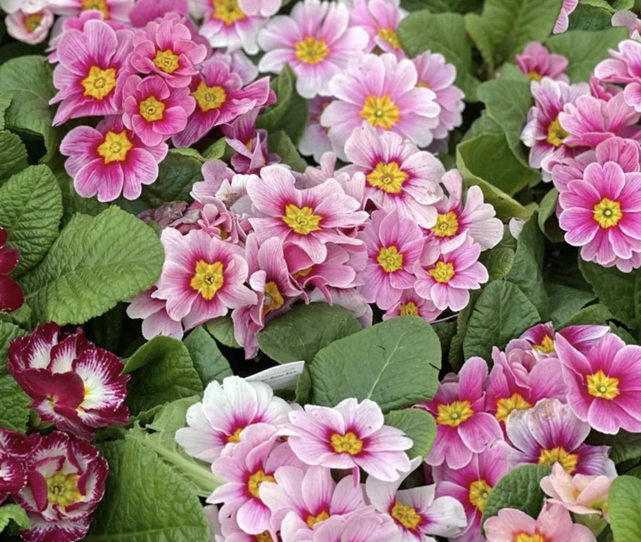 Raker-Roberta's - The R2 2026 Fall Garden Mum & Aster Catalog is ...
