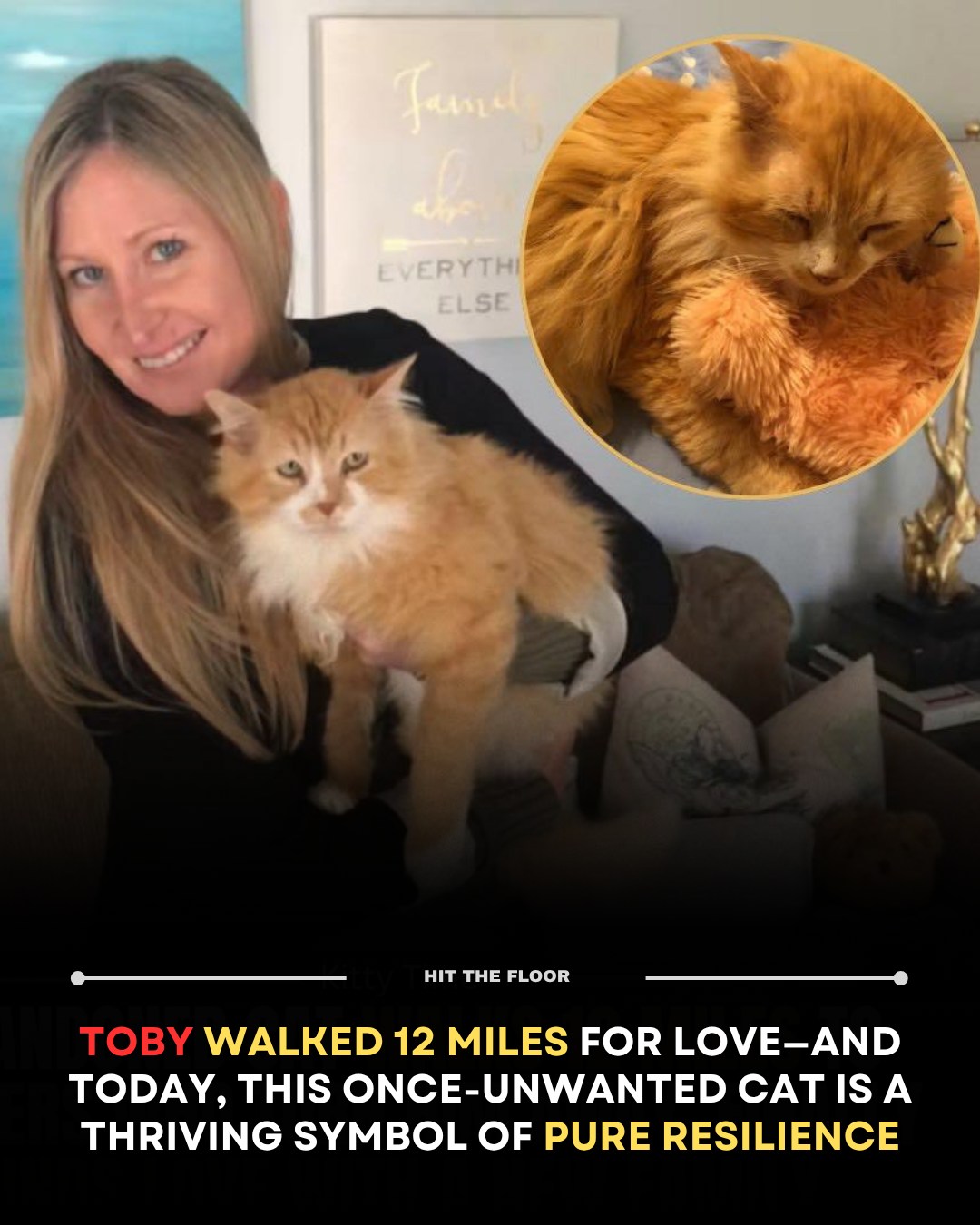 Hit - Toby the cat has lived a true comeback story. Abandoned, rejected ...