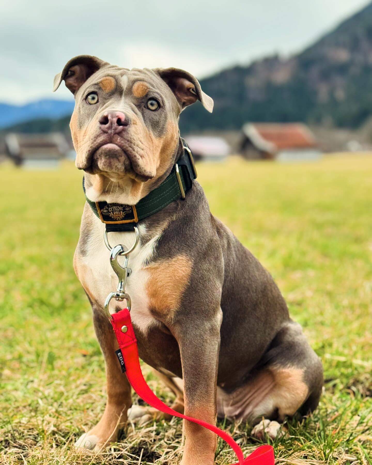 Shaka - Support: @bullandbully code : Kampfschmuser10 @extremedoggear ...