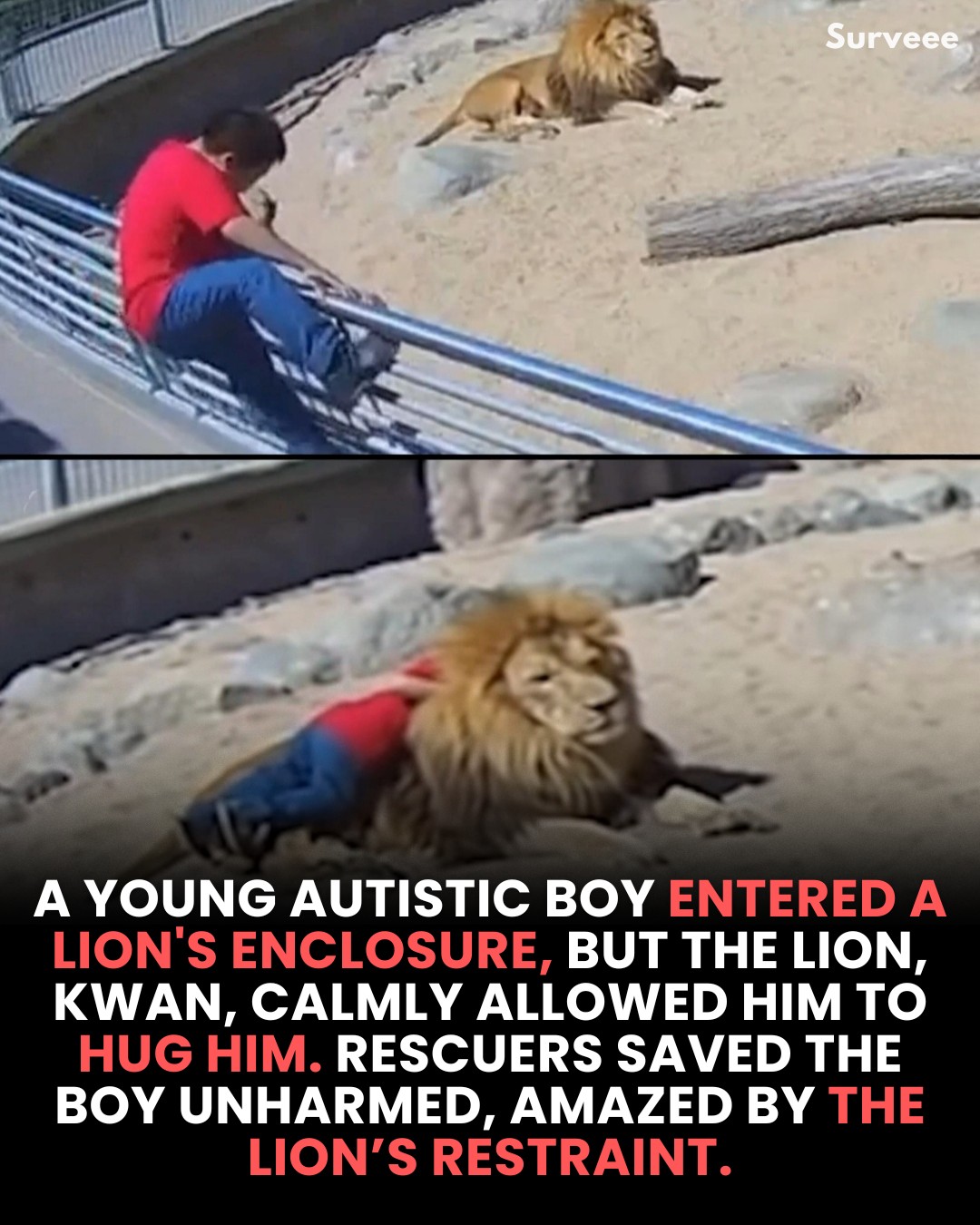Surveee - A young autistic boy, lost in a lion’s enclosure, faced what ...
