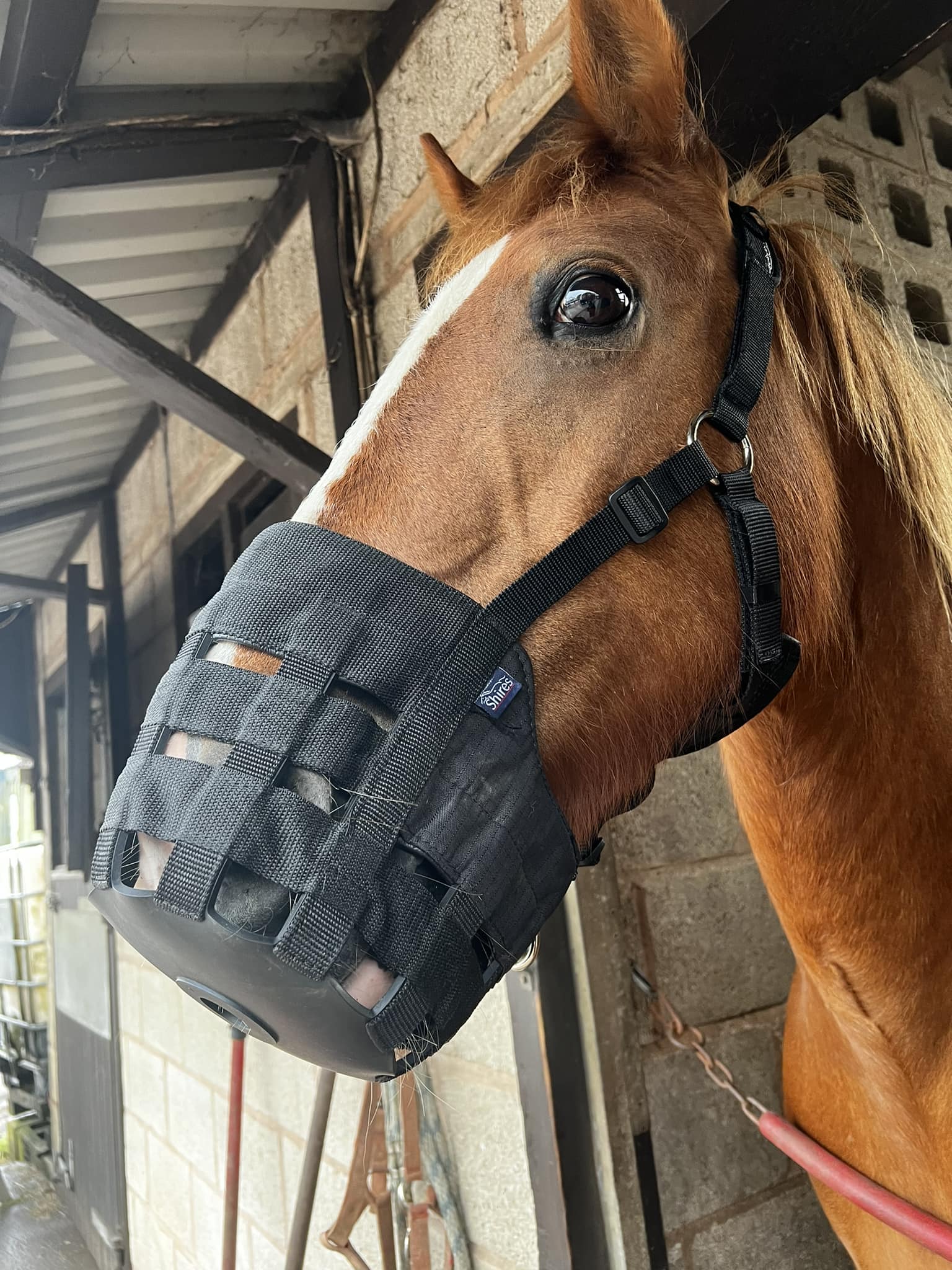 Grazing Muzzle Horse Pony Prevent Founder Slows Eating 3