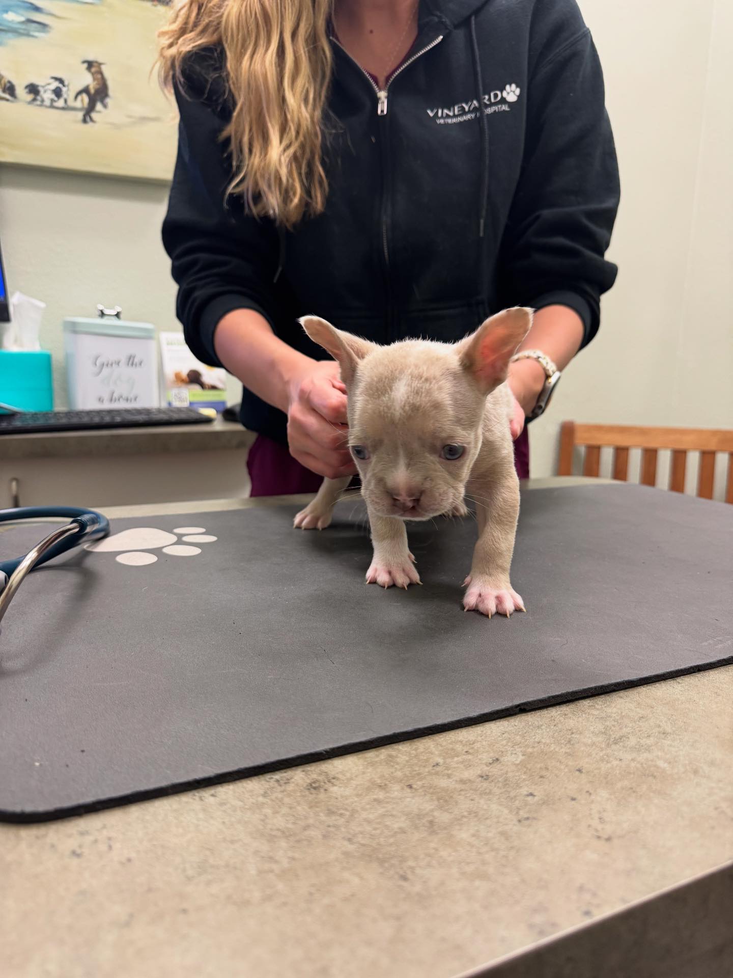 California Cleft pup Rescue... - California Cleft pup Rescue
