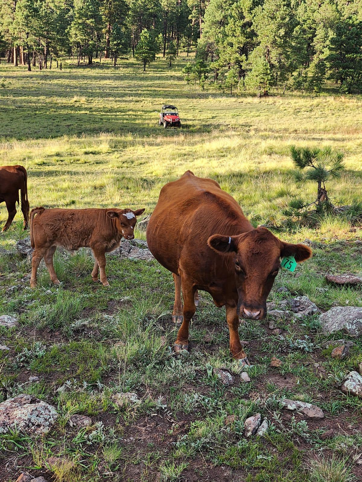 Mills Family Ranch