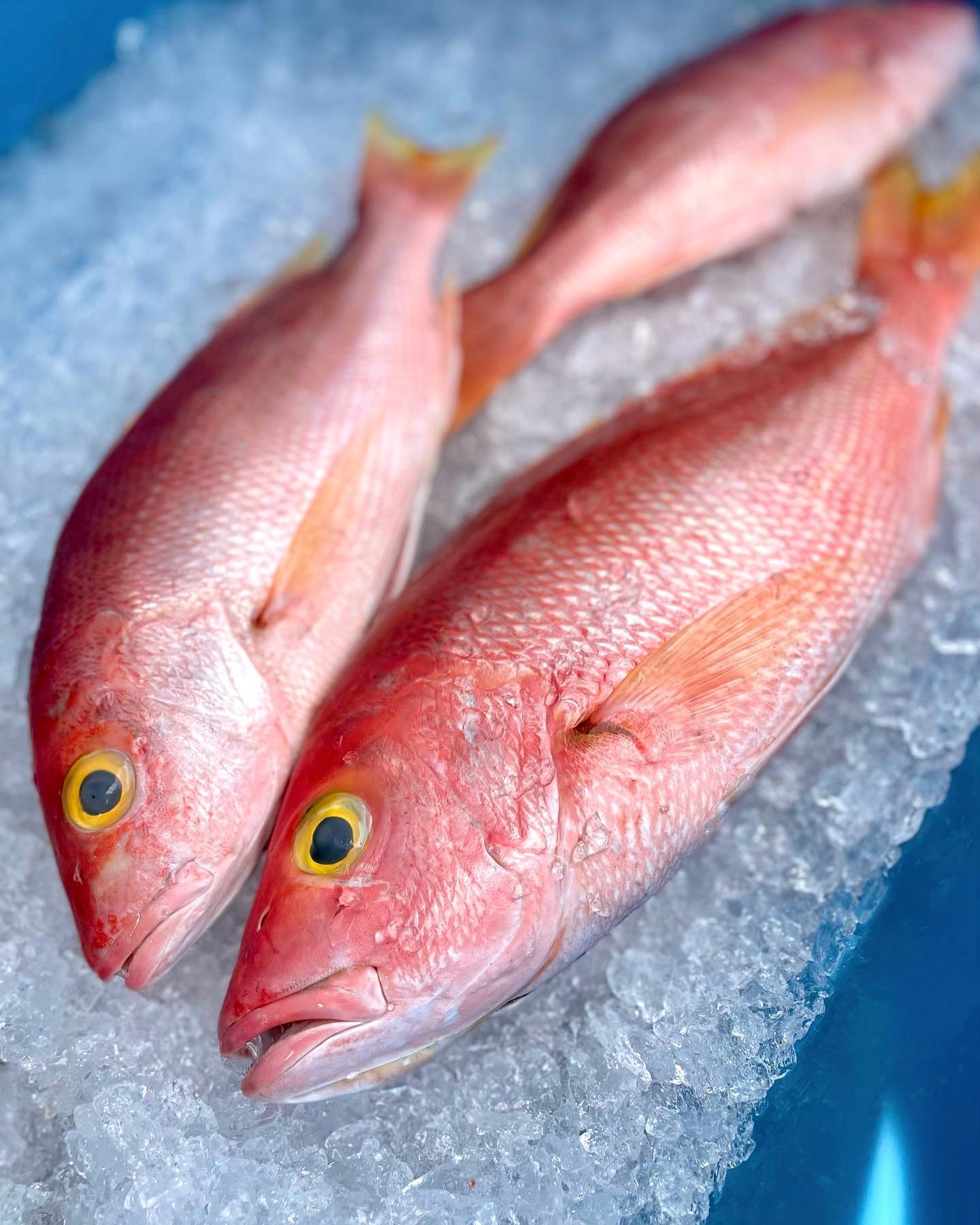 Hogfish - Schools of Yellow-Eye Snapper 🐟 (aka silky snapper) can be ...