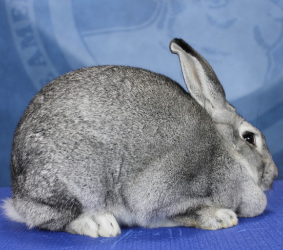 The New Year is the... - Canadian Rabbit Breeder Directory | Facebook