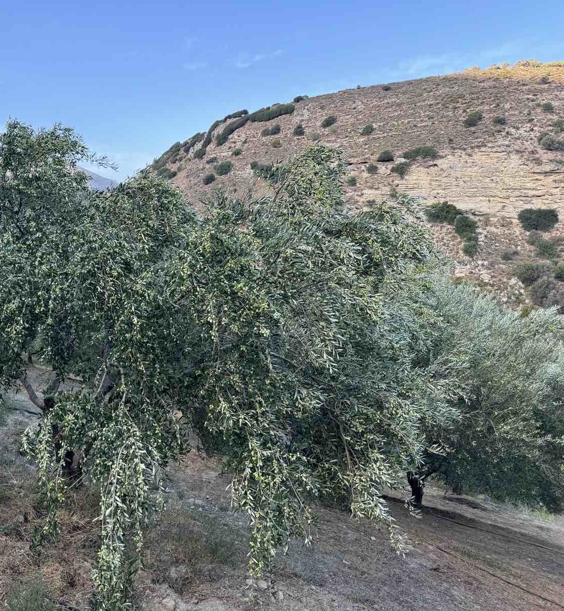 Pathos Olive Oil